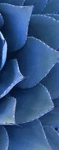 SiteImage