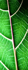 SiteImage