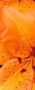SiteImage