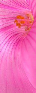 SiteImage