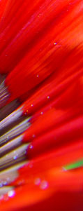 SiteImage